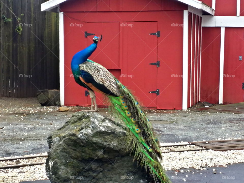 Peacock