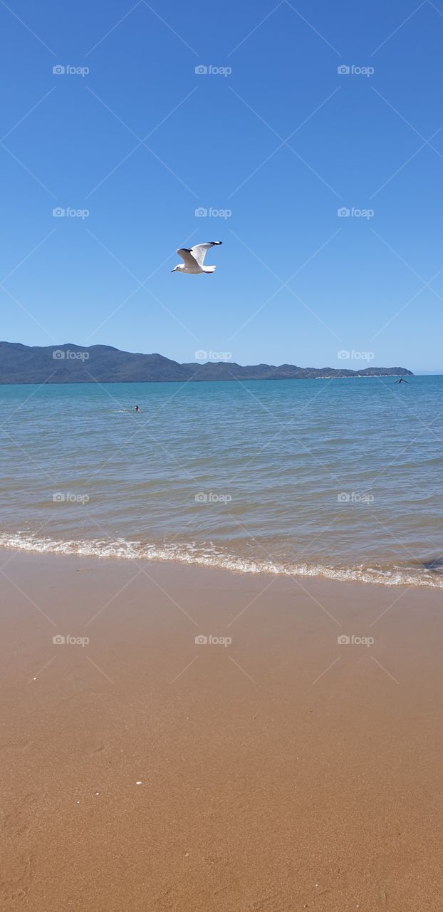 Seagull in Townsville