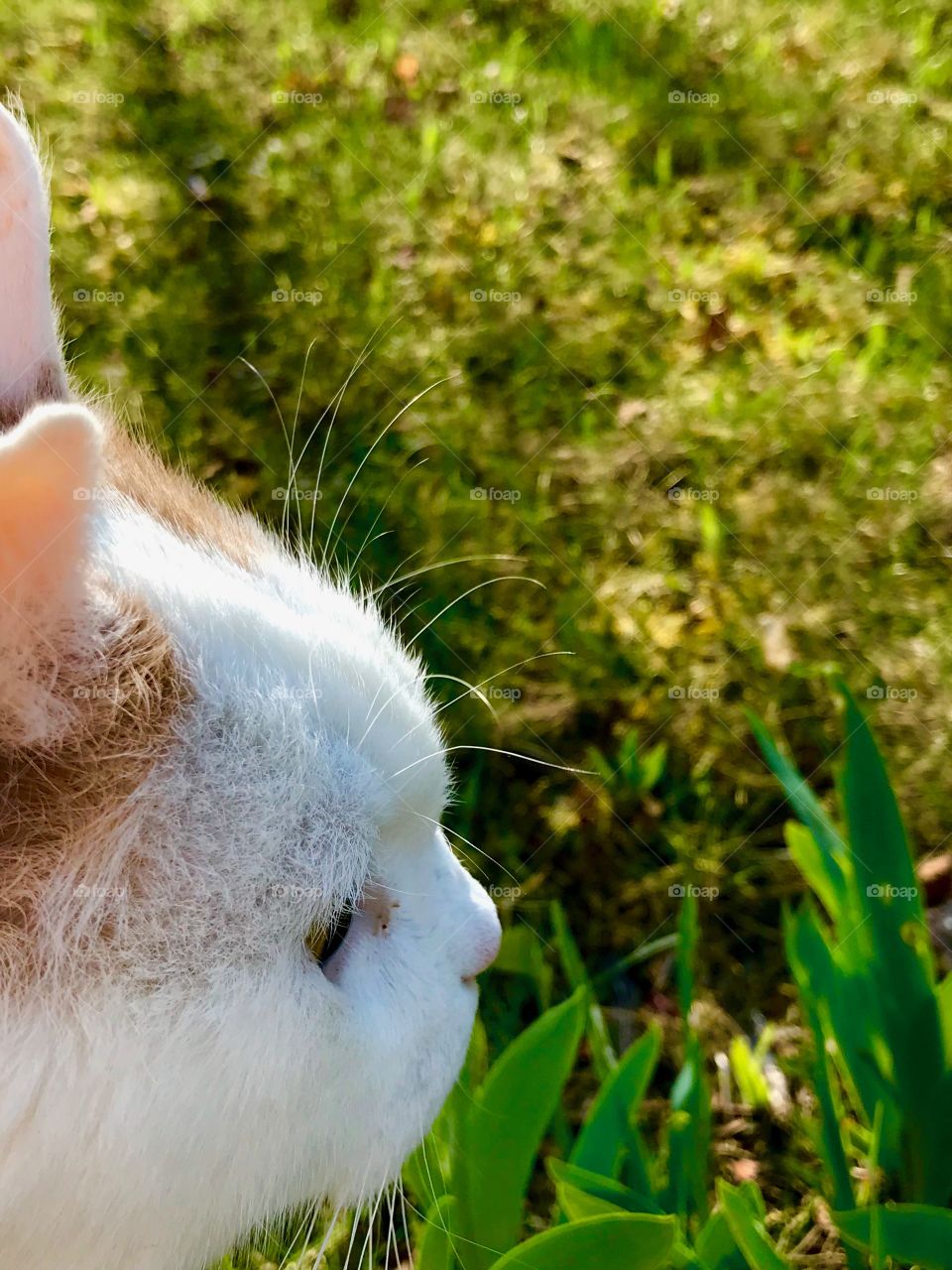 On chipmunk watch  🐿