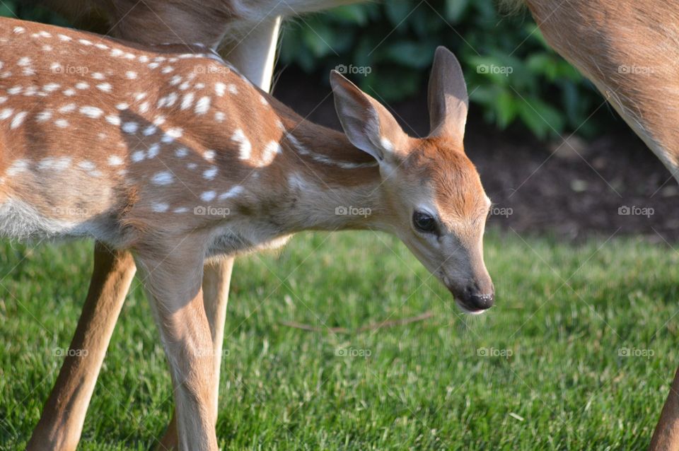 Baby deer