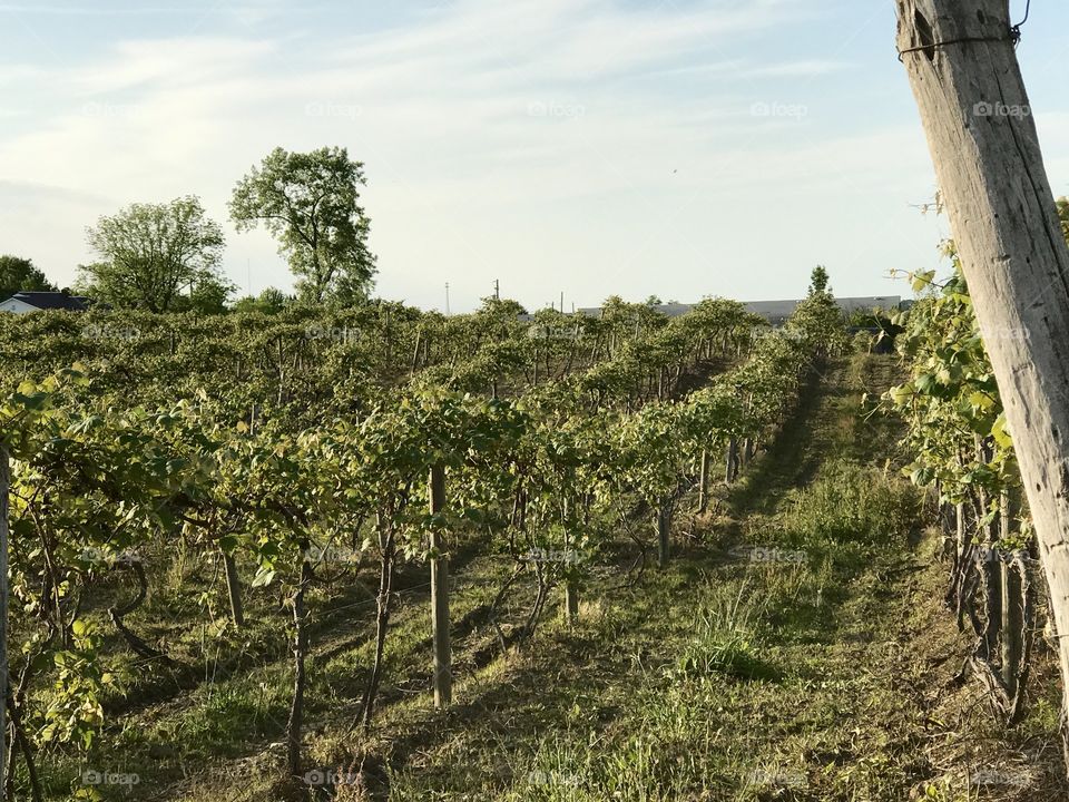 Grand River Valley region Vineyards, Madison Ohio