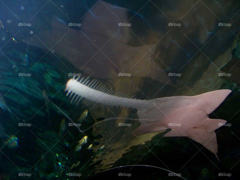 sawfish