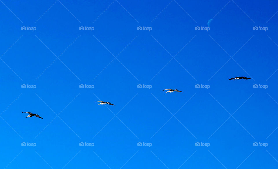 Pelicans always try to avoid my camera!  This group almost made it past me.  😩