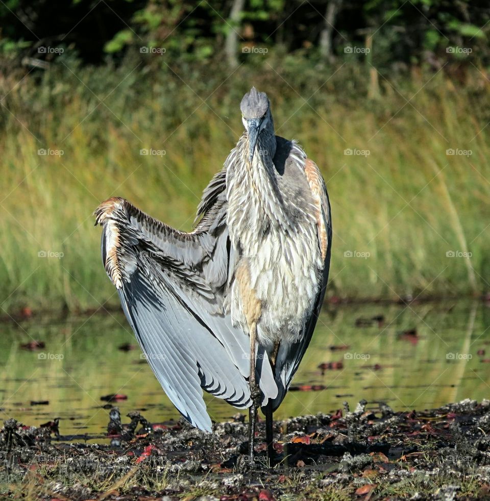 Great Blue Heron show off