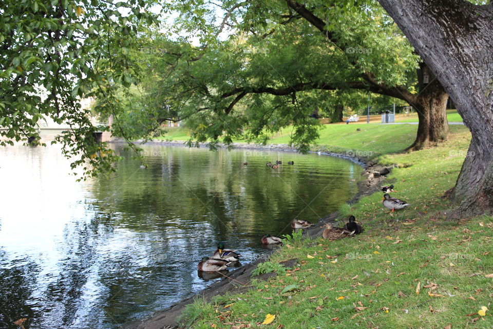 Duck near lakeside