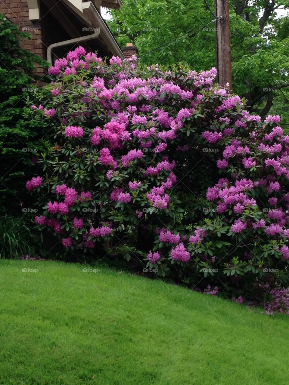 Homegrown rhododendron