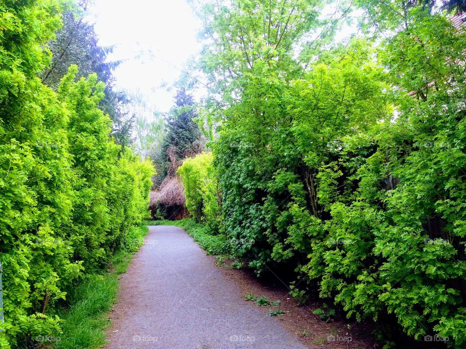 idyllic path with green trees