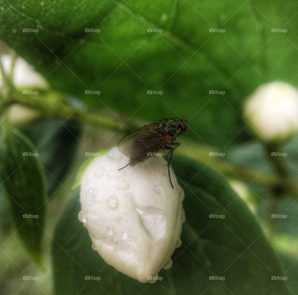 Fly on a Dewy Bud