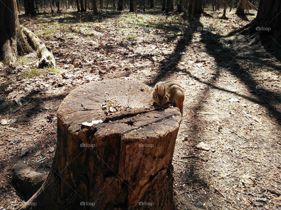 Chipmunk on Tree Stump