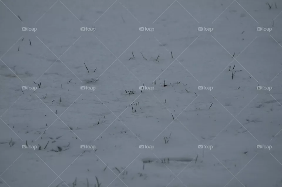 Snow