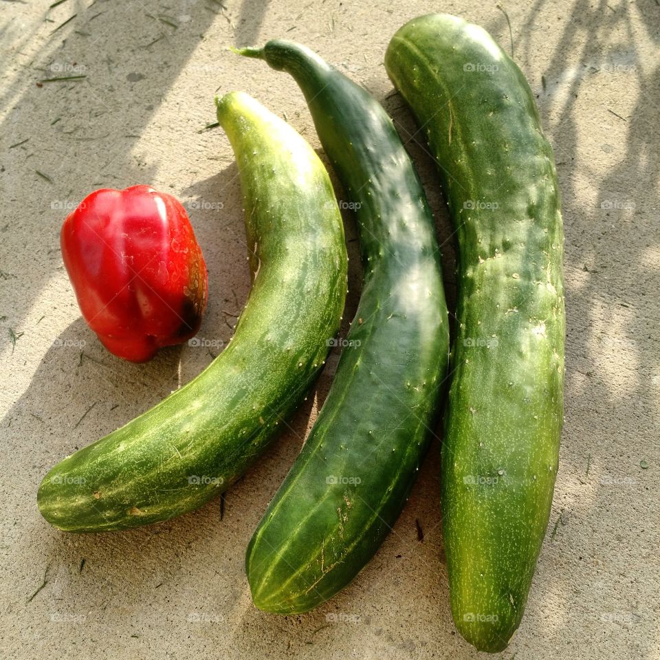 Garden harvest. August 2015