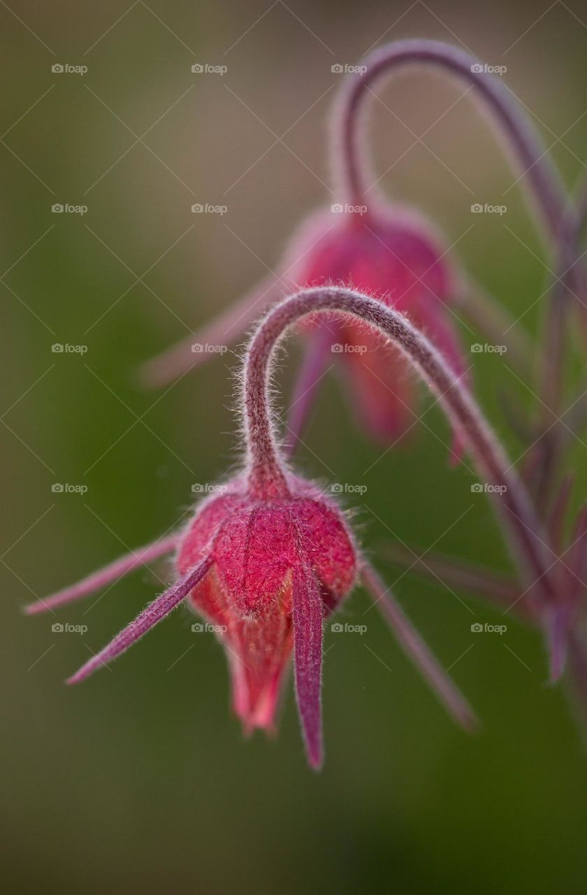two drooping flowers in the nature