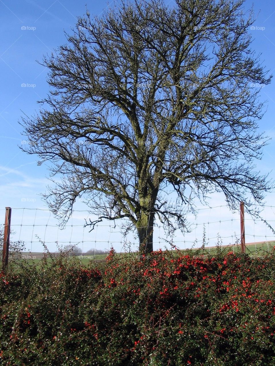 Fielded Tree