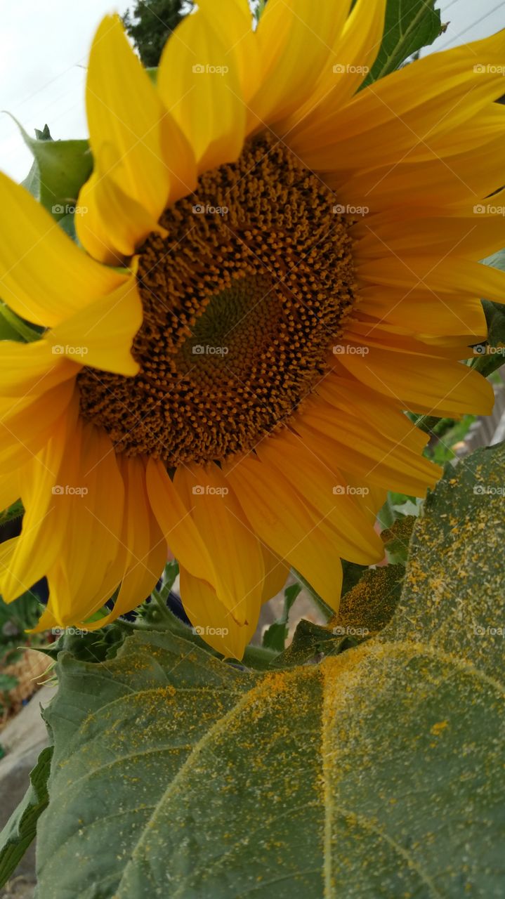 Sunflower Pollen. Sunflower snow falling in Summer.