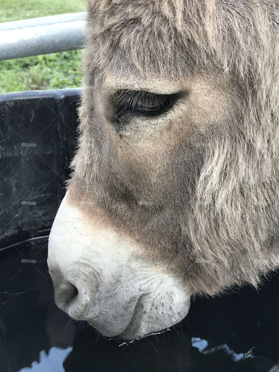 Our donkey named Earl having a drink of fresh water