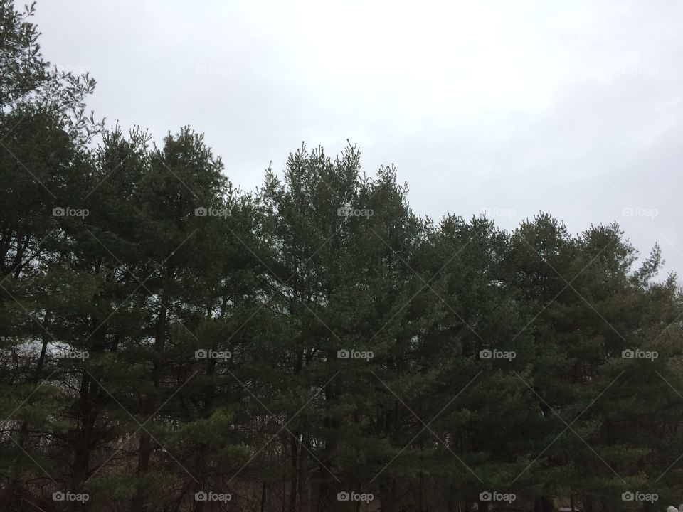 Tree line on a winter day. 