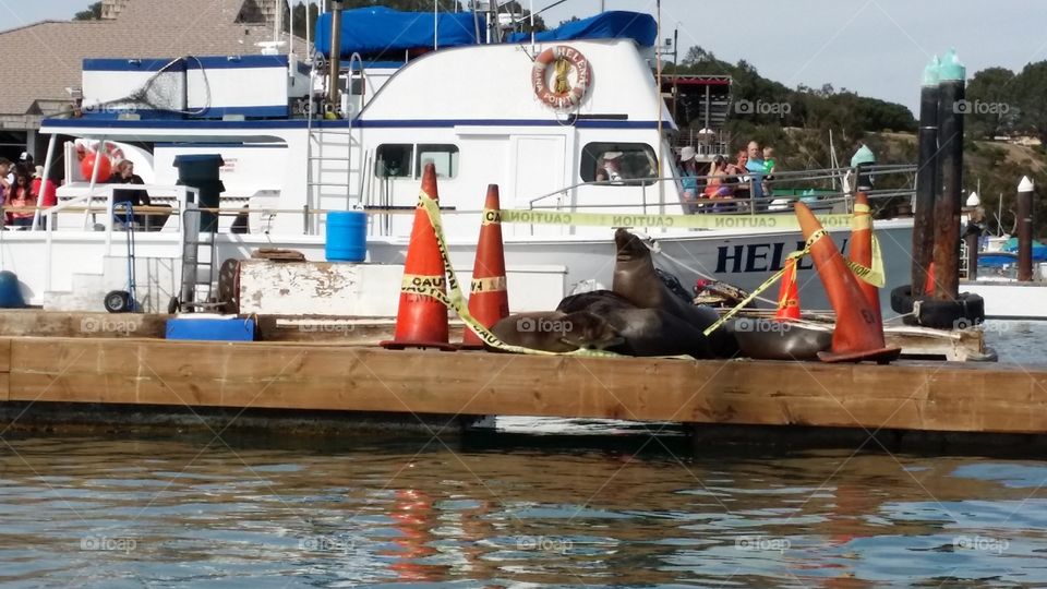 Dana Point Harbor Seals. Sea lions and seals sunning at Dana Point Harbor 2015
