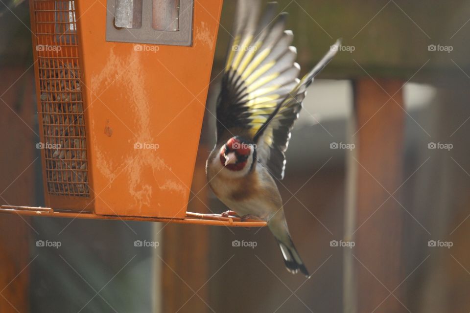 Goldfinch about to take off