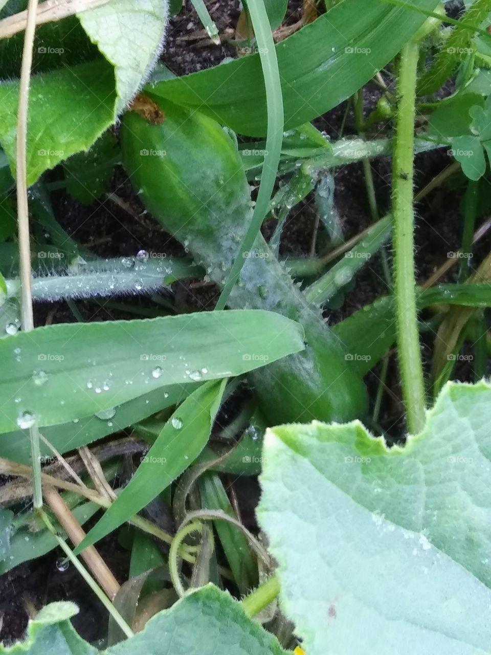 cucumber hiding under leaves