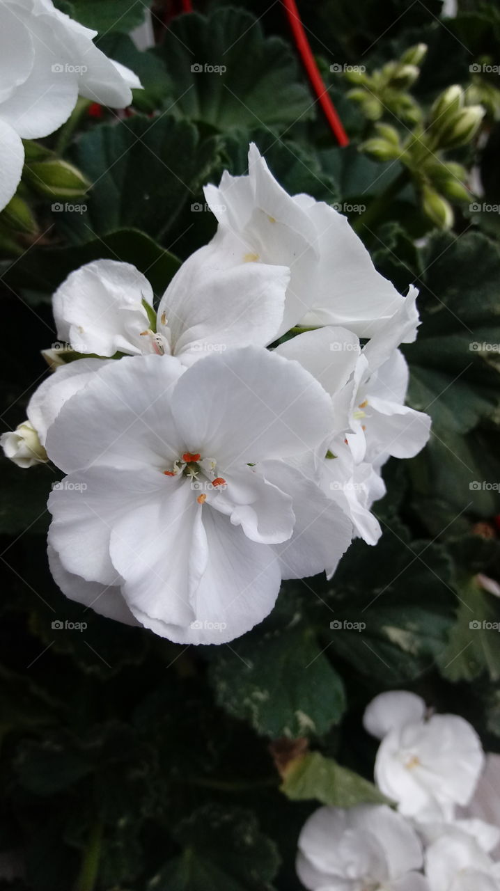 white geranium