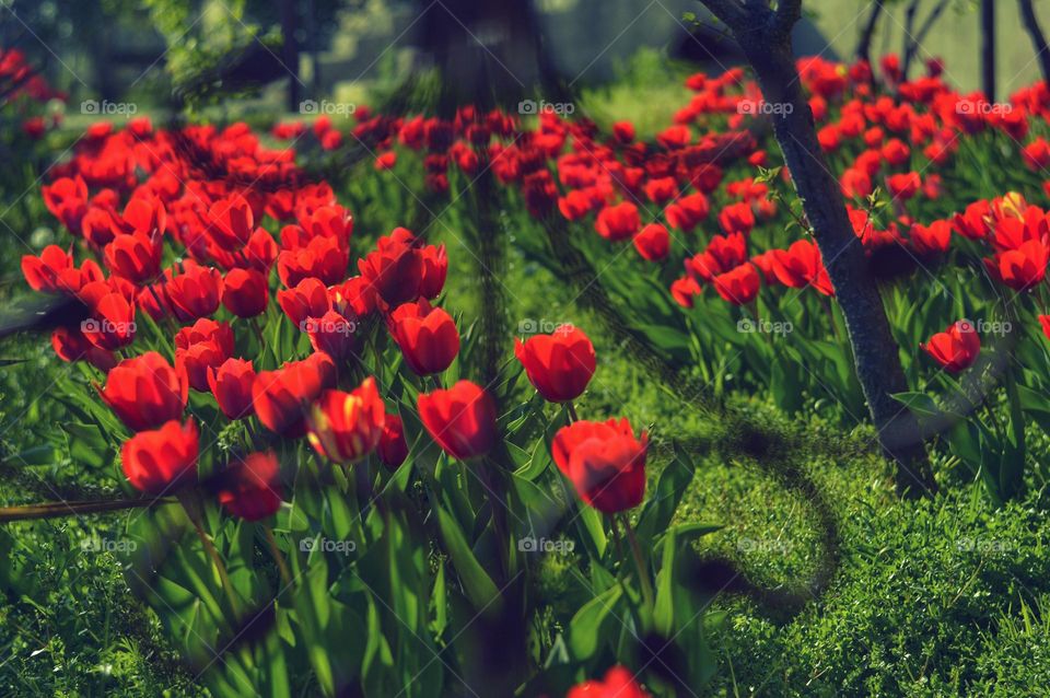 red tulips in two rows grow in a chained fence. spring in Asia