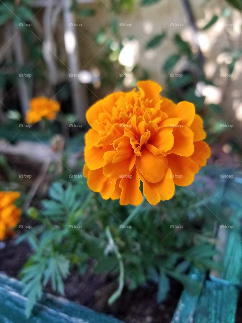 orange flower blooming in summer with blurred background