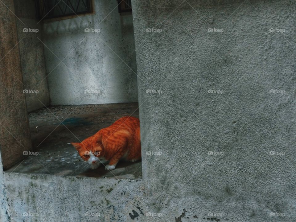 A cat between the walls 