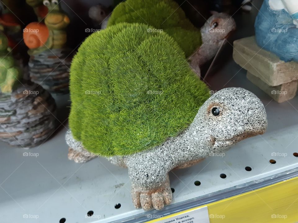 turtle