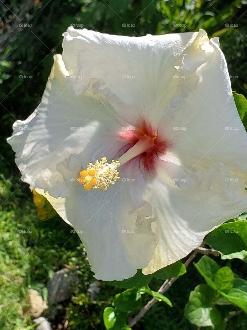 giant exotic hibiscus