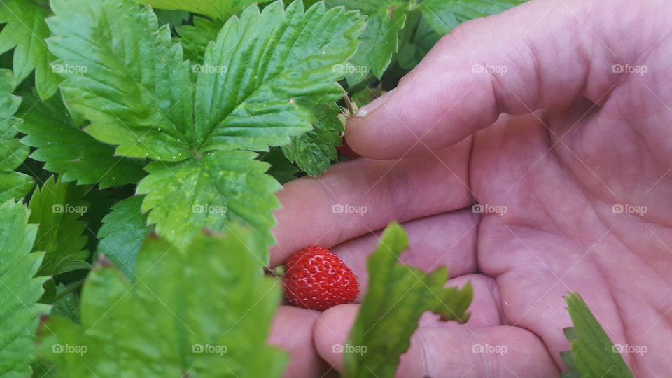 A ripe strawberry being picked