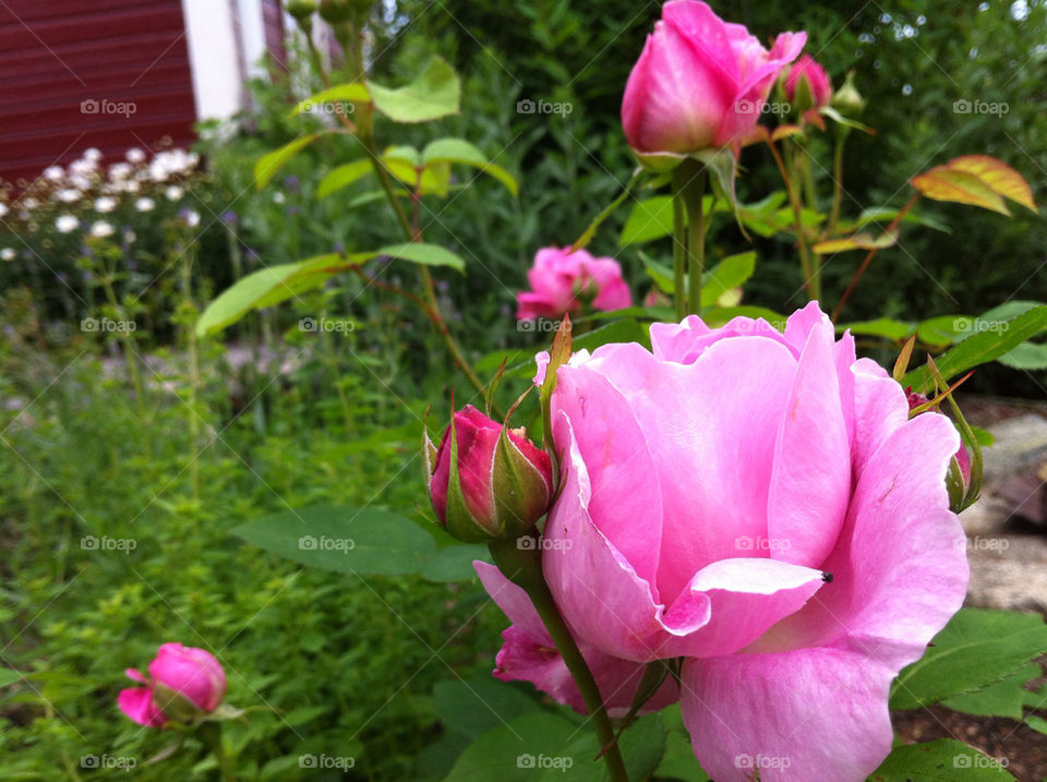 garden summer roses rosebud by magnor