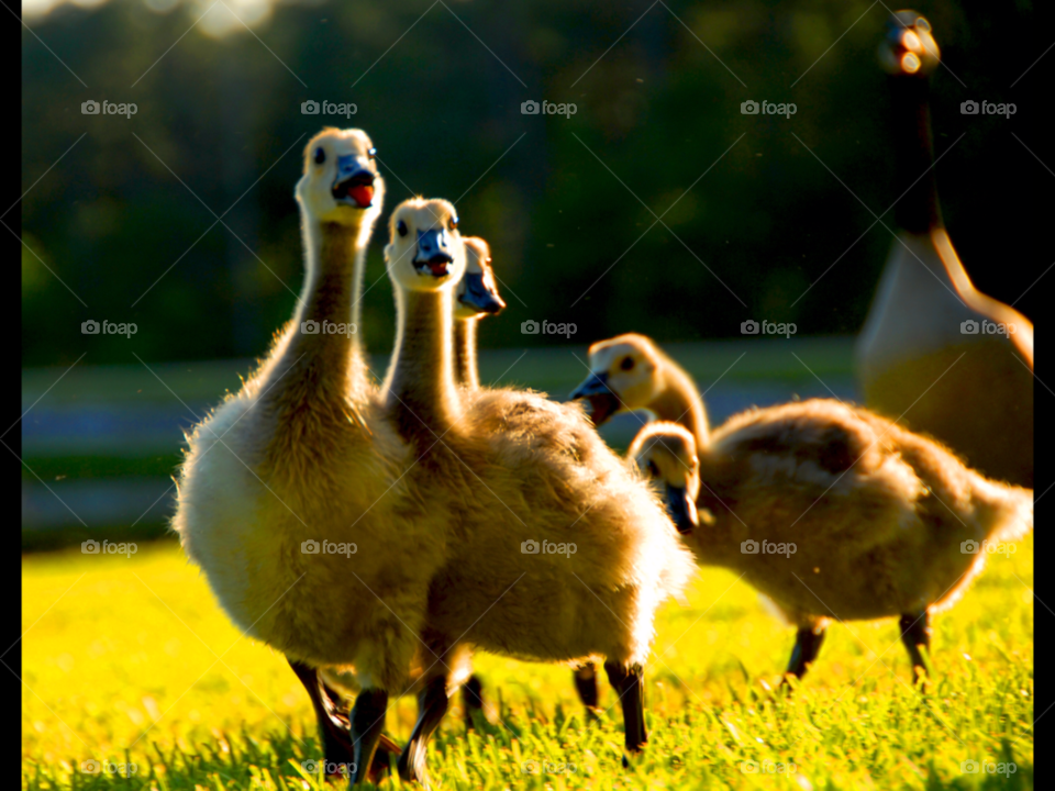 geese leading following goslings by lightanddrawing