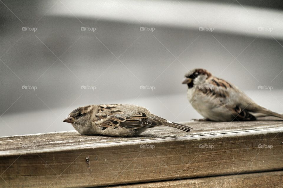 Sparrow Birds