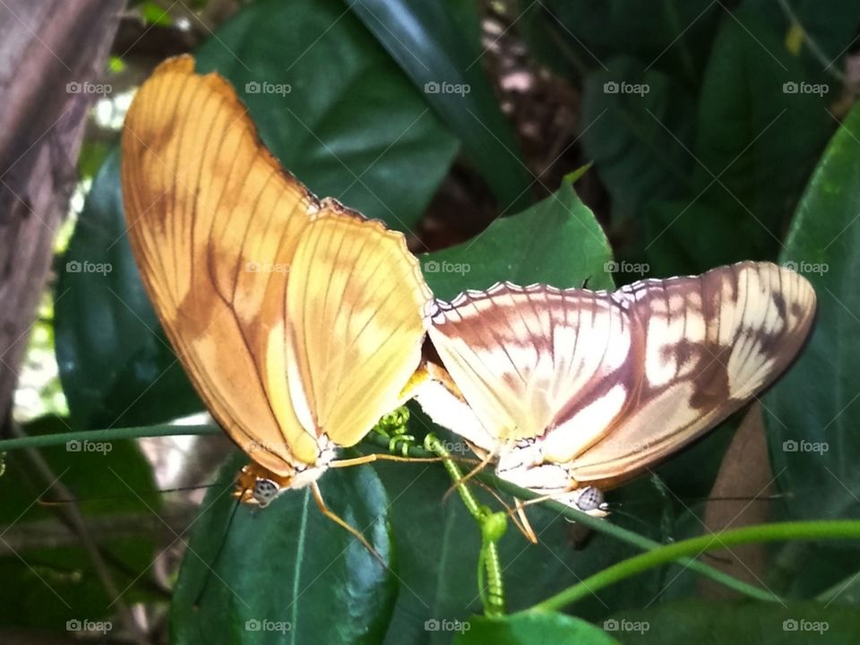 Funny butterfly in love.