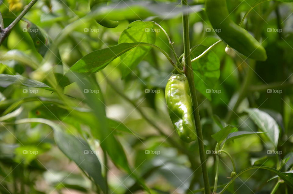 Leaf, Flora, Nature, Food, Vegetable