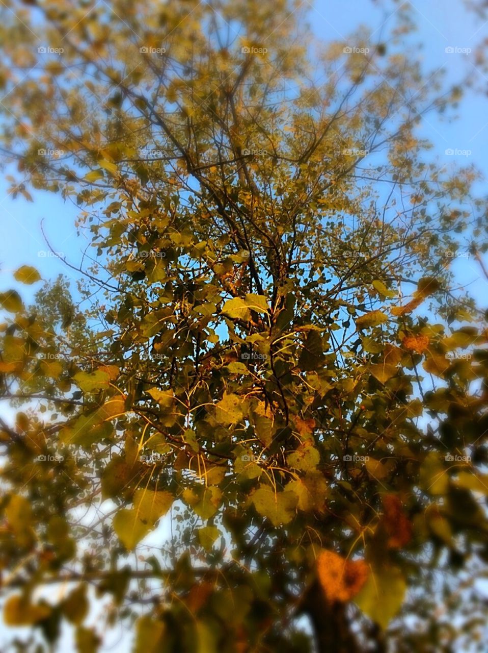 Edge of Fall