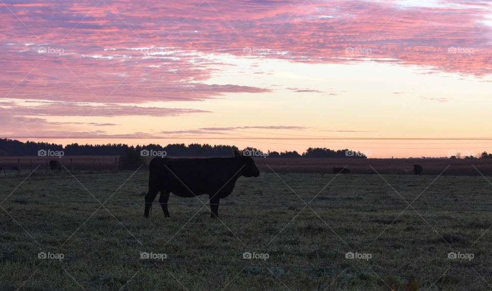 Sillouette of a steer in a field at sunrise