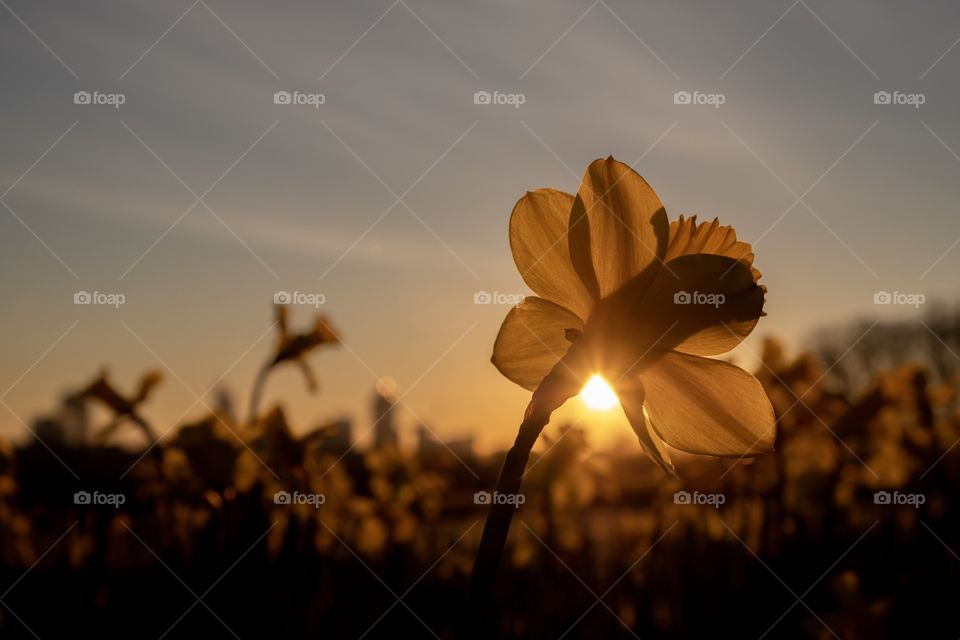 Closeup of a daffodil backlit by the rising sun as it peeks beneath the petals at Dorothea Dix Park in Raleigh North Carolina. Cityscape is visible on the horizon. 