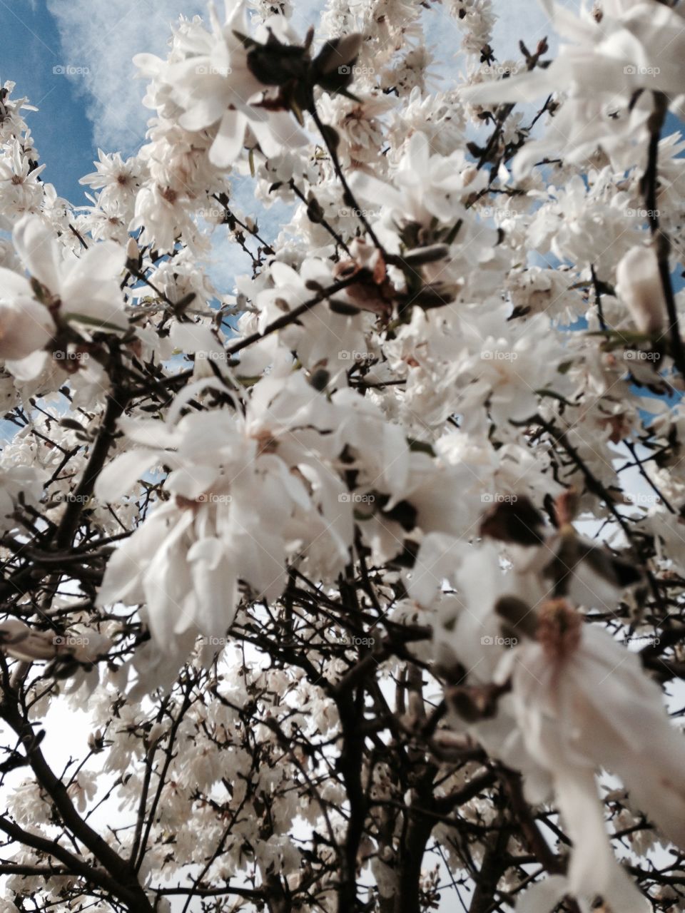 Magnolia in the spring