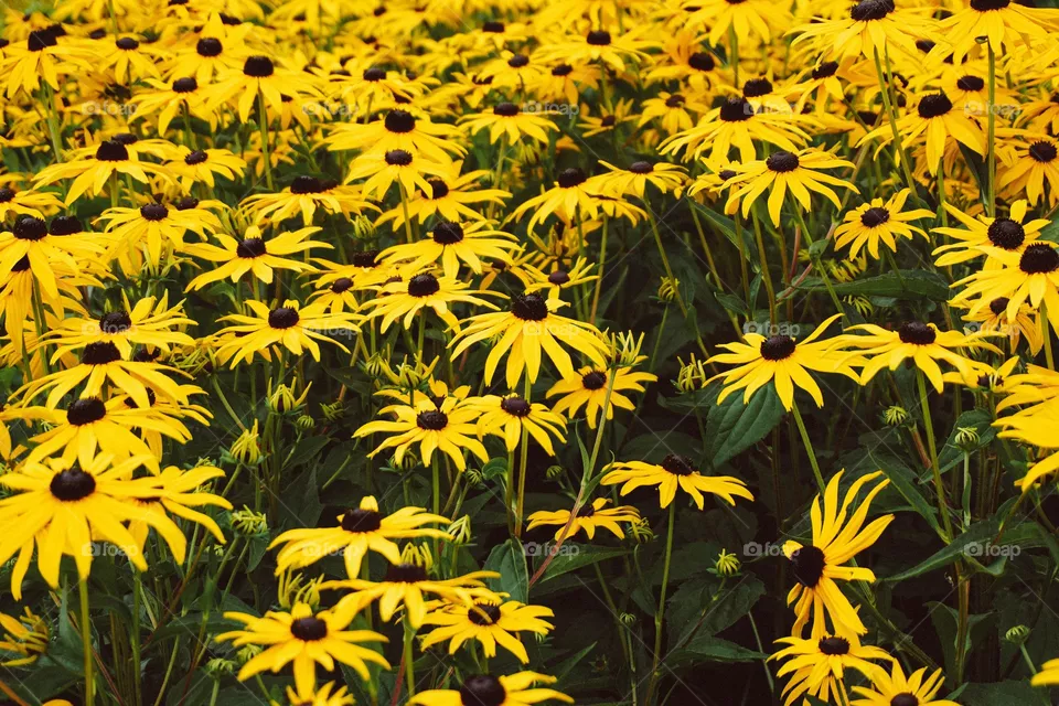 flower click