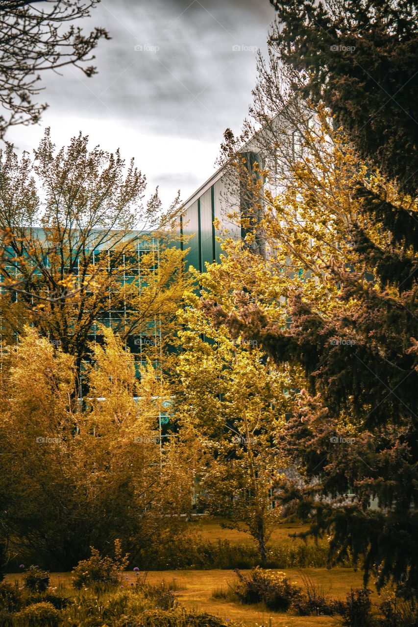 Fall scene and Montana State University.