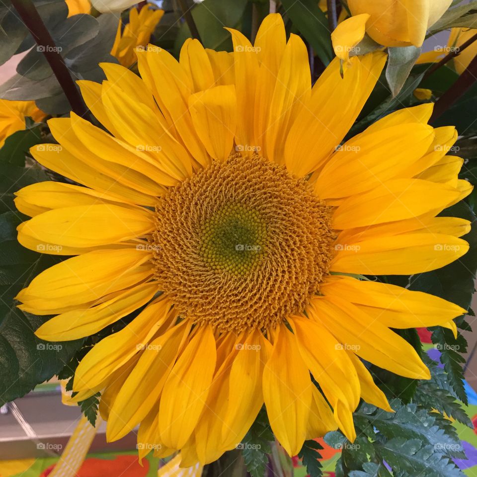 Happy sunflower