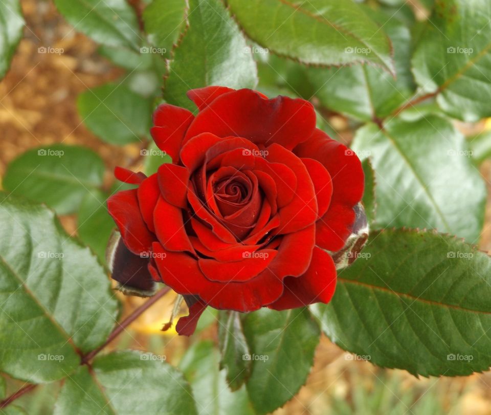 Red rose 