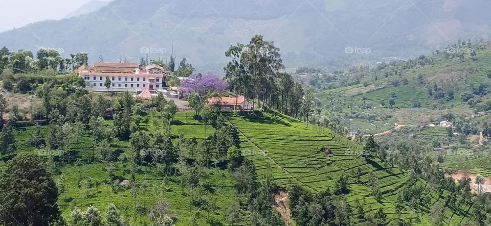 tea estate