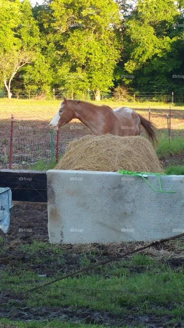 Horse and a bail of hay