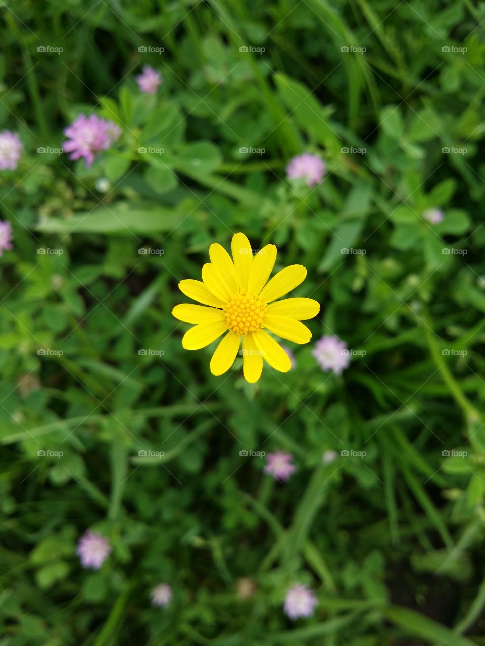 Yellow Daisy 