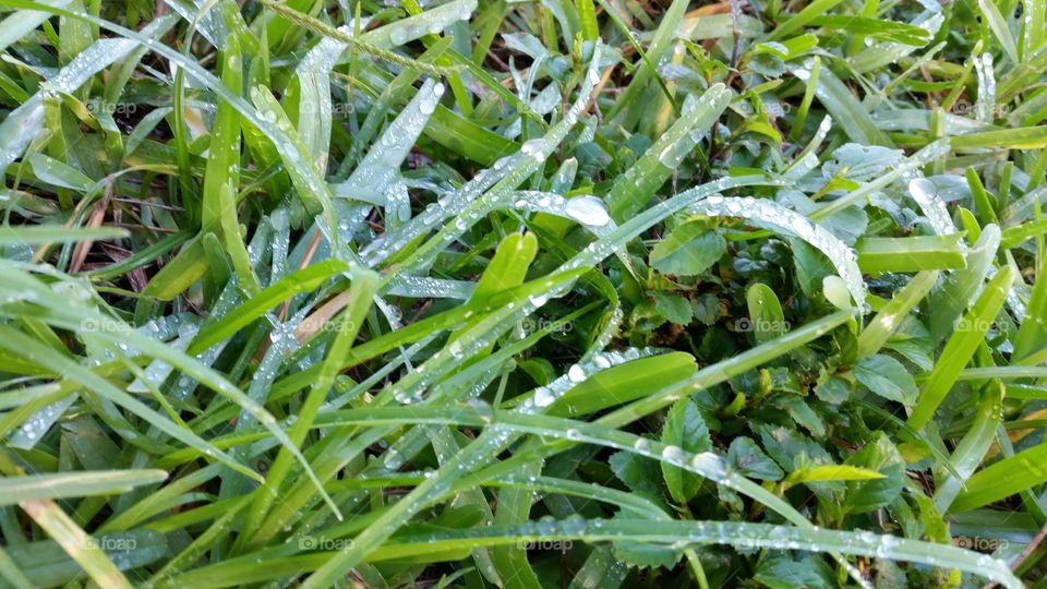 Morning Dew. Just some pretty dewdrops on the grass.