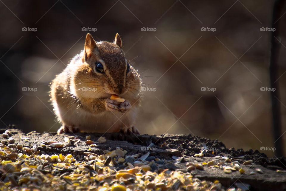 Cute chipmunk with chubby cheeks