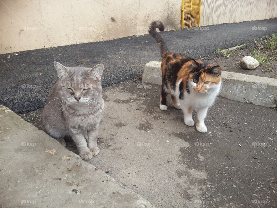 Portrait of two cats