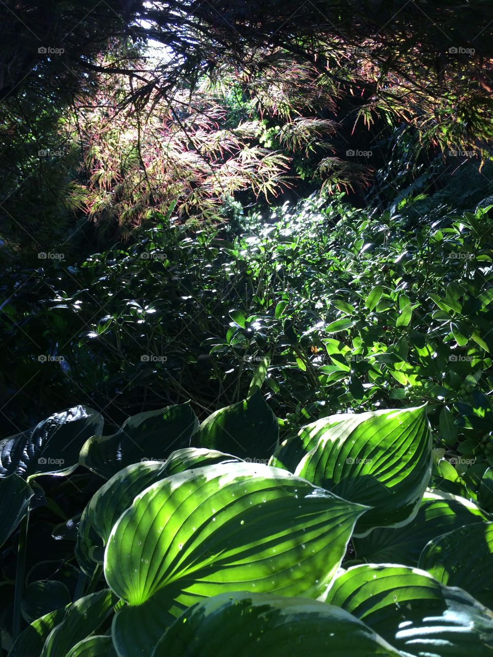 Sunlight on plant